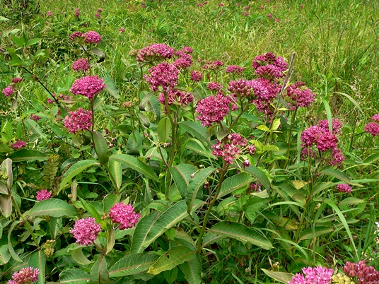 {Asclepias purpurascens}